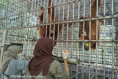 Usai Dirawat, 5 Orangutan Dikirim BBKSDA Sumut ke Jambi untuk Dilepasliarkan