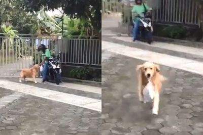 Gemas! Anjing Coklat Ini Antusias Ambil Barang Majikan yang Baru Pulang Belanja