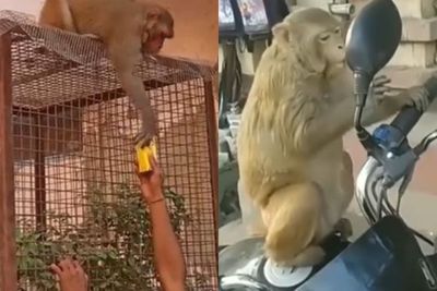 Lebih Lucu daripada Mantan , Ini Dua Momen Menggemaskan Monyet yang Cukup Dagelan