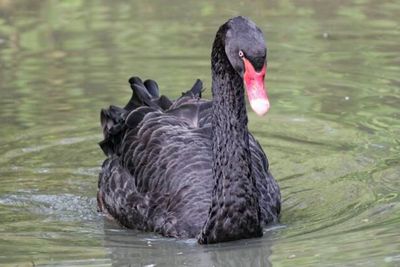 3 Fakta Menarik Angsa Hitam, Jadi Alternatif Makanan Warga Korut di Tengah Krisis Pangan