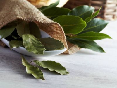 5 Manfaat Menakjubkan Daun Salam, Bisa Obati Stres Hingga Menjaga Jantung