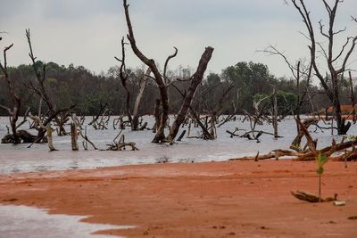 Kerusakan Hutan Mangrove di Kepulauan Riau, Ini Foto-fotonya