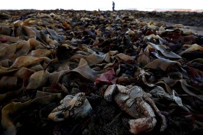 Ribuan Makhluk Laut Mati Terdampar di Pantai Inggris, Ini Foto-fotonya