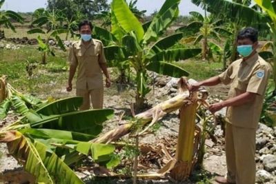 Duh! Anak-anak Lamongan Rusak 50 Pohon Pisang Gegara Tiru Video Salam dari Binjai