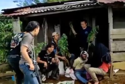 Ayah dan Anak di Empat Lawang Diciduk Polisi Gegara Tanam Ganja, Terancam 12 Tahun Penjara