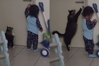 Aksi Menggemaskan Kucing Bantu Bocah Buka Pintu, Sampai Berdiri Pegang Gagang Pintu