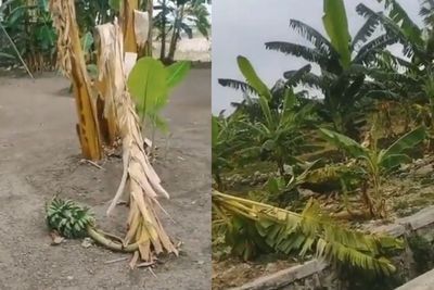 Penampakan Kebun Pisang di Lamongan Usai Dirusak Bocah yang Tiru Salam dari Binjai