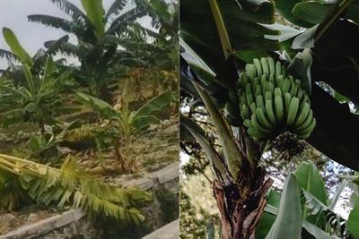 Viral Kebun Pisang Dirusak, Ini Fakta Menarik Pohon Pisang yang Hanya Berbuah Sekali