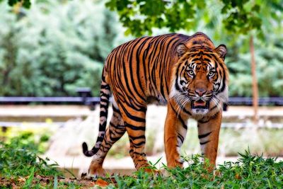 Tidak Hanya Manusia, Harimau Sumatera Ini Juga Ikut Merayakan Halloween