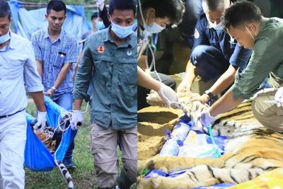 Usai Terkam Dua Warga, Harimau Sumatra Mati di Kandang Rehabilitasi