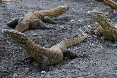 FOTO: Kebun Binatang Indonesia Membiakkan Komodo untuk Menyelamatkan Mereka dari Kepunahan