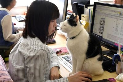 Perusahaan Ini Adopsi Kucing Sebatang Kara untuk Mengurangi Stres Karyawan, Cara Ampuh!