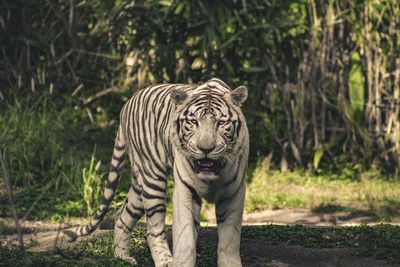 Pria Ini Mengajak 11 Harimau Putih Berantam, Berakhir Ditangkap Polisi