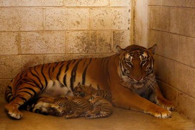4 Anak Harimau Bengal Lahir di Kebun Binatang Meksiko, Ini Foto-fotonya