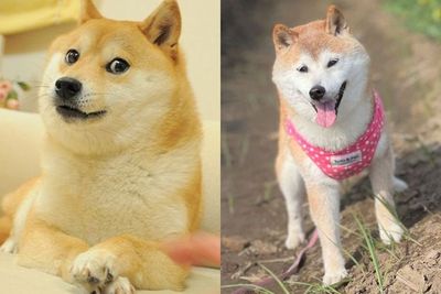 Kabosu, Anjing Peliharaan Berusia 16 Tahun yang Menginspirasi Meme dan Dogecoin