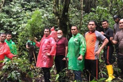 Ratusan Batang Ganja Ditemukan Ditanam di Hutan Adat Kerinci Jambi