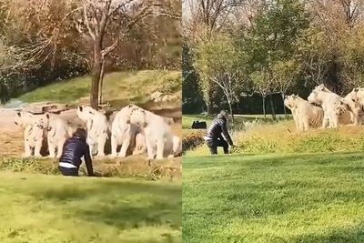 Duh! Pria Ini Tantang 11 Harimau Putih di Kawasan Konservasi, Berujung Ditahan Polisi