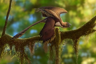 Inilah Changyuraptor yangi, Fosil Dinosaurus Bersayap Empat yang Berusia 125 Juta Tahun
