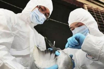 Prancis Siaga Tinggi Hadapi Gelombang Flu Burung Eropa
