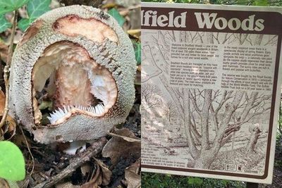 Mengenal Jamur Amanita Rubescens, Tanaman yang Mirip Zombie & Benar-benar Mengerikan