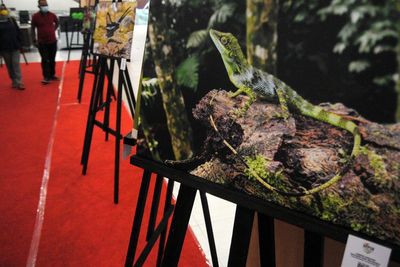 Pameran Foto Puspa dan Satwa Indonesia, Berikut Foto-fotonya
