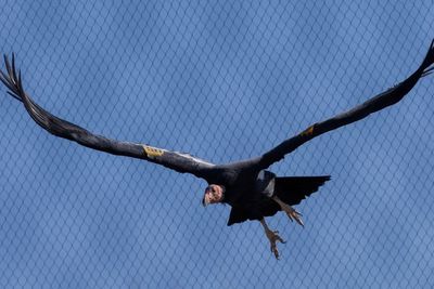Aneh Tapi Nyata! Burung Kondor di Penangkaran Ini Berkembang Biak Tanpa Kawin