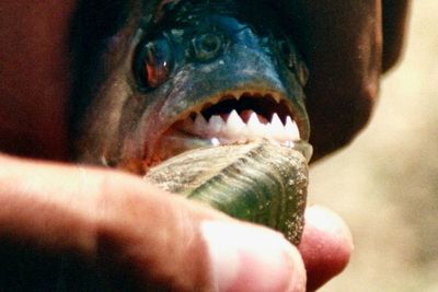Kisah Pria Melarikan Diri dari Lebah & Lompat ke Danau, Malah Tewas Diserang Piranha