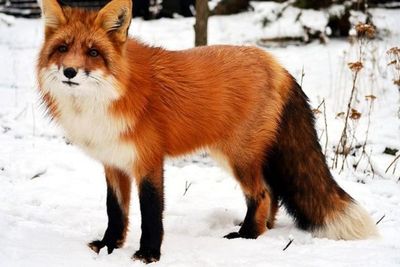 4 Fakta Unik Rubah yang Jarang Diketahui Banyak Orang, Salah Satunya Mirip seperti Kucing