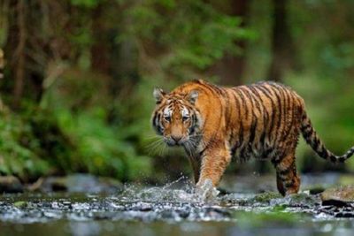Kehilangan Jejak, Pencarian Harimau di Padang Dihentikan