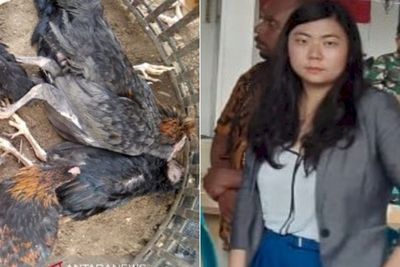 Ada Bangkai Ayam Berisi Ancaman, Yang Sembunyikan Veronica Koman Diancam Bernasib Sama