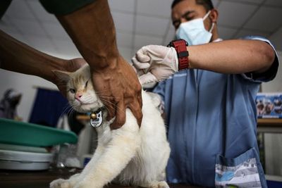 Vaksinasi Rabies Gratis di Tangerang, Berikut Foto-fotonya