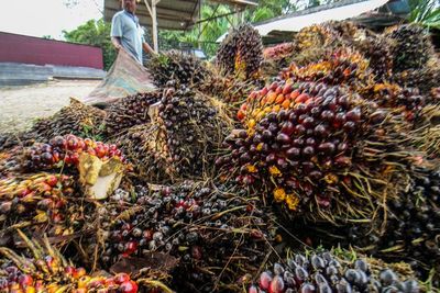 Moeldoko Sebut Uni Eropa Masih Butuh Kelapa Sawit Indonesia