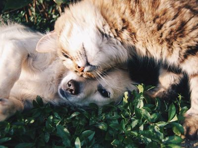 Imbas COVID-19, Ini Kota Pertama di China yang Larang Penjualan Anjing dan Kucing