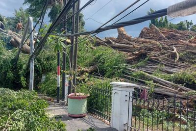Pohon Tumbang di Jatinegara Makan Koban, Dua Orang Terluka Dilarikan ke Rumah Sakit
