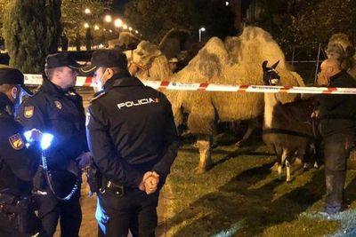 Kawanan Unta Ini Kabur dari Sirkus serta Berkeliaran di Jalanan Madrid