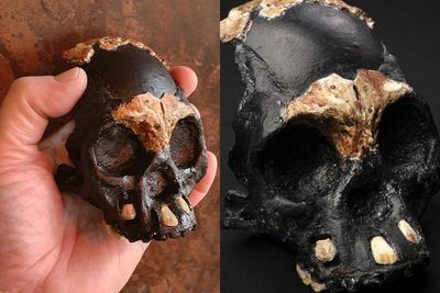 Peneliti Berhasil Temukan Fosil Homo naledi di Lorong Gua Rising Star, Afrika Selatan!