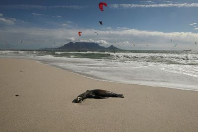 Ratusan Anjing Laut Mati Mendadak di Cape Town, Afsel Lakukan Penyelidikan