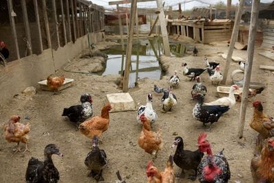 Diserang Wabah Flu Burung, Jepang Musnahkan Ribuan Ekor Ayam