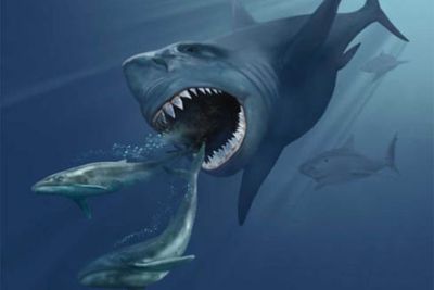 Studi Terbaru: Kemungkinan Hiu Megalodon Pernah Menyerang Paus Balin!