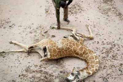 Kekeringan Parah di Kenya Sebabkan Hewan Mati Kelaparan
