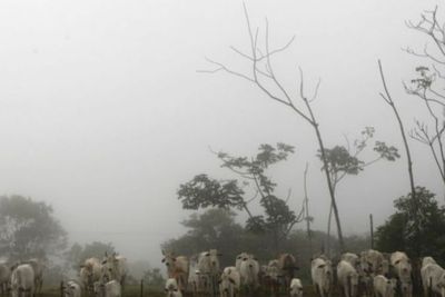 Brasil Selidiki Penyakit Sapi Gila pada Manusia