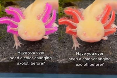 Pemandangan Unik Axolotl, Salamander Neotenik yang Bisa Berubah Warna dan Buat Terpesona