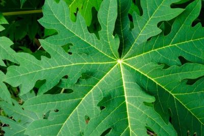 Meski Rasanya Pahit, Ini 3 Manfaat Daun Pepaya yang Tidak Pernah Anda Duga