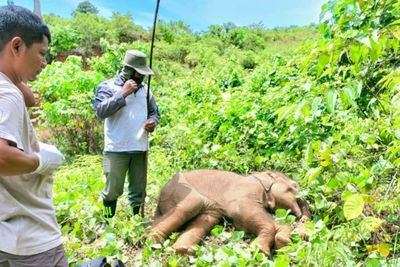 BKSDA Selamatkan Anak Gajah Terkena Jeratan di Aceh Jaya, Belalai Nyaris Putus