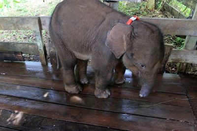 Perawatan Anak Gajah yang Terjerat di Aceh, Ini Foto-fotonya