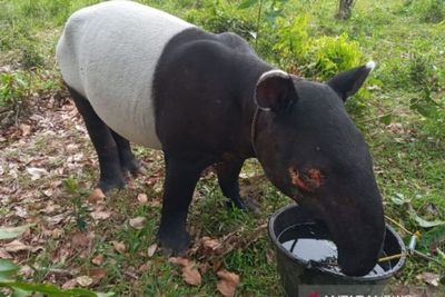 Sedih! Warga Kuansing Riau Temukan Tapir dengan Mata Luka Akibat Benda Tajam