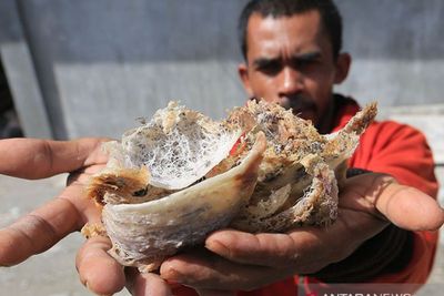 Hingga 2021 Indonesia Pasok Hampir 70 Persen Kebutuhan Sarang Walet China