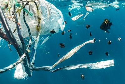Denmark Habiskan Rp2 Miliar untuk Bersihkan Pantai, Tapi Buang Sampahnya Kembali ke Laut