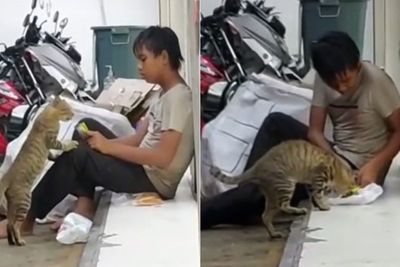 Video Haru Bocah Pemulung Berbagi Makanan ke Kucing Liar, Bikin Netizen Salut