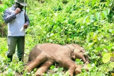 Memilukan, Anak Gajah Sumatera Terkena Jeratan, Belalainya Nyaris Putus